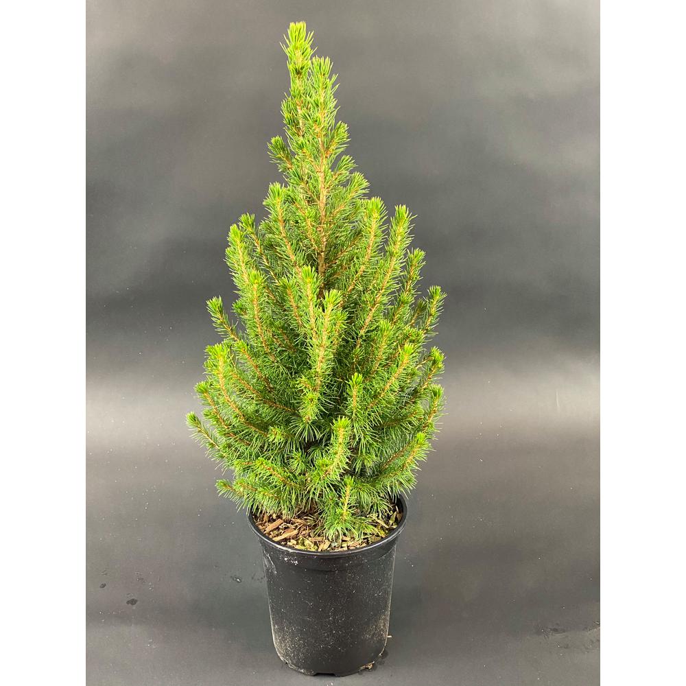 national PLANT NETWORK 6" Alberta Evergreen Spruce Tree in Self