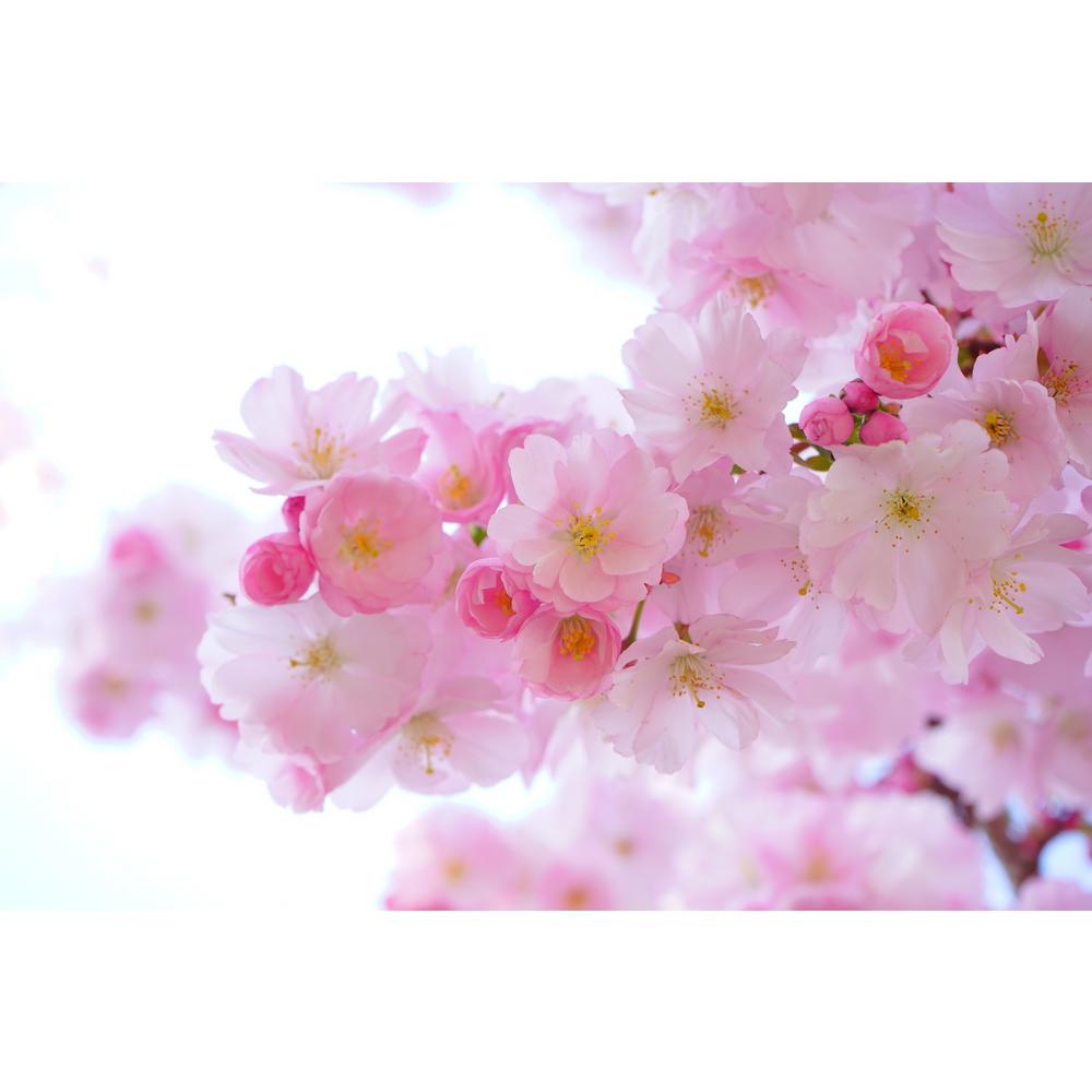 Online Orchards Shirofugen Cherry Blossom Tree Bare Root