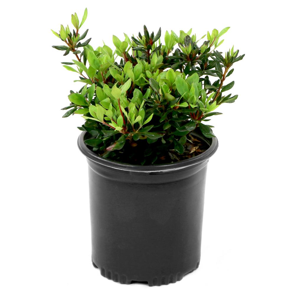 Cottage Farms Direct 2 5 Qt Floramore Azalea Hot Pink Shrub With
