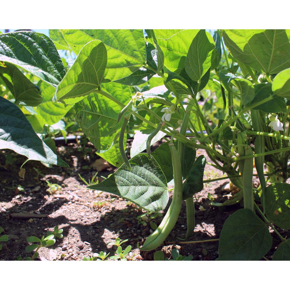Proven Winners 4.25 in. Grande Proven Selections Blue Lake Green Bean, Live Plant, Vegetable