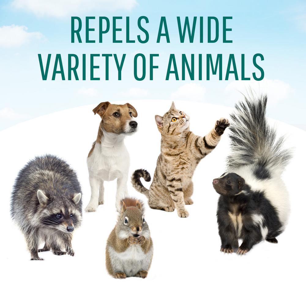 dog and cat repellent home depot