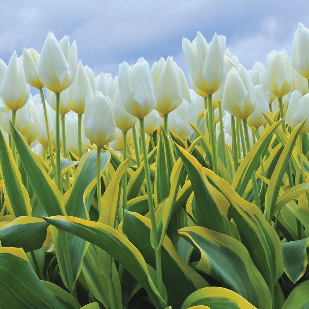 Van Zyverden White Tulips Purissima Blonde 12 Pack Van Zyverden White Tulips Purissima Blonde 12 Pack