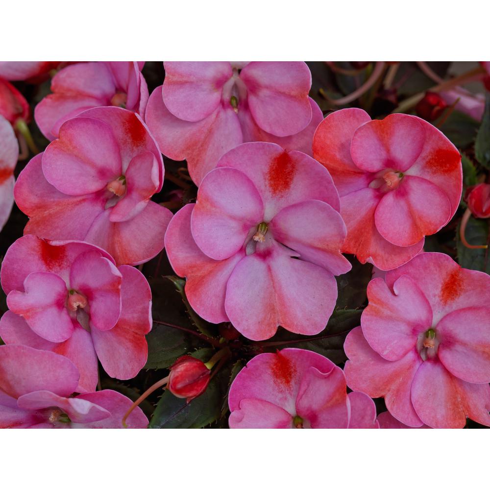 10 in. SunPatiens Compact Pink Candy Mono Hanging Basket (Impatiens