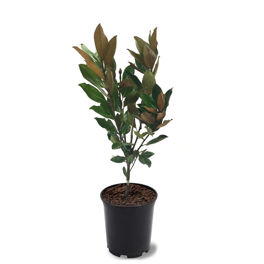 Unbranded 1 Gal Little Gem Southern Magnolia Tree Maglit01g The Home Depot