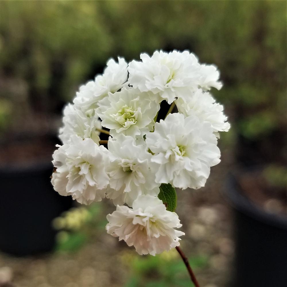 2.5 Qt. Bridal Wreath Spirea Reeves Plant with Showy
