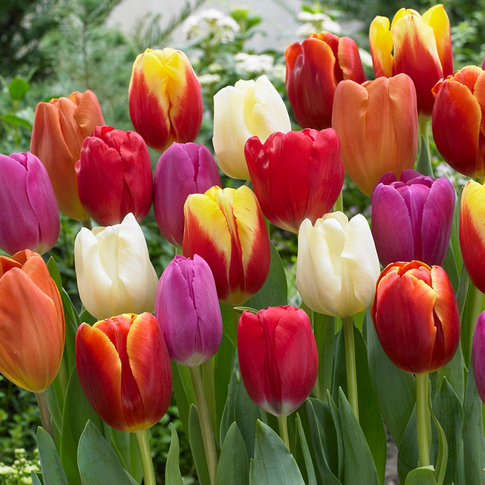 van zyverden tulips bulbs triumph mixture (set of 100)