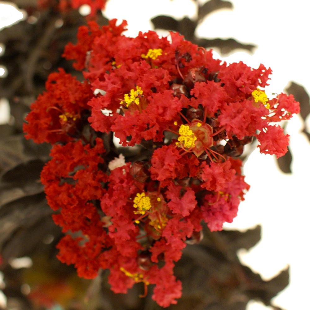 Black Diamond Best Red E Myrtle Crmbbr01g The Home Depot Best Red E Myrtle