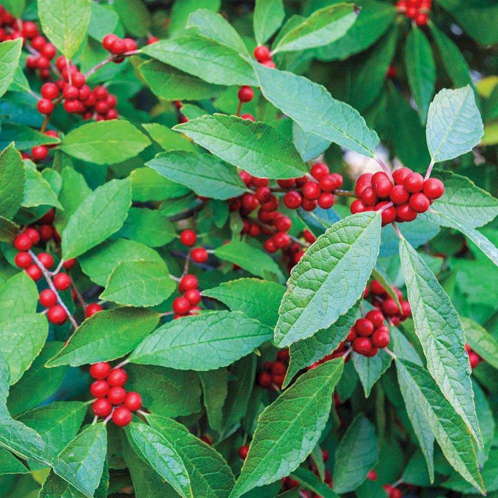 Gardens Alive! Winter Red Winterberry Bareroot Plant73970