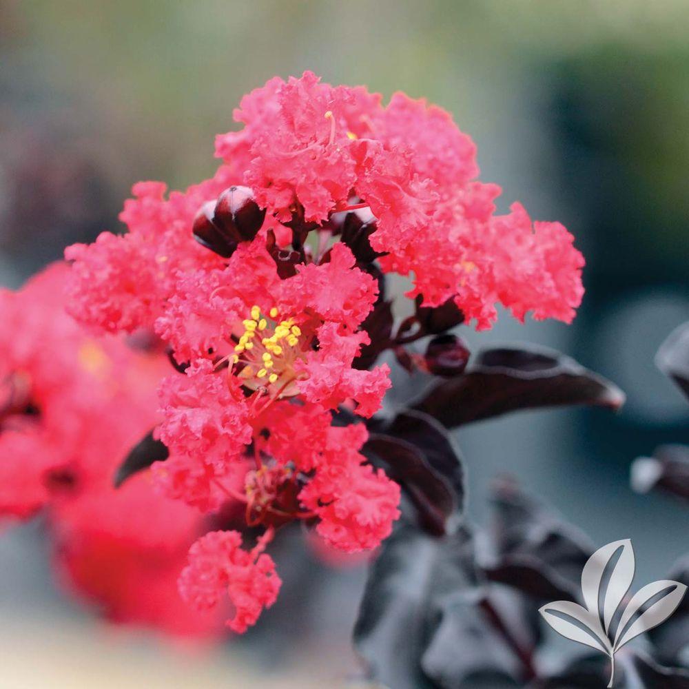 Black Diamond 4 In X 10 E Myrtle Red Hot Container