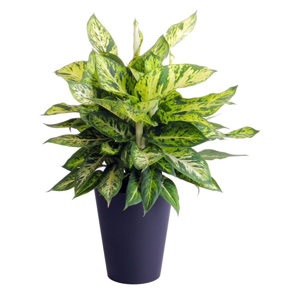 House Plants Indoor Plants The Home Depot