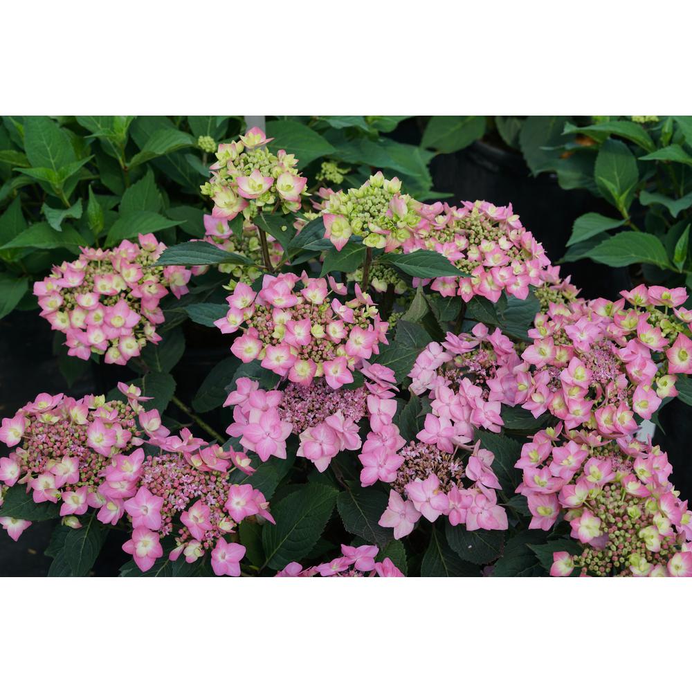 PROVEN WINNERS 4.5 in. Qt. Let's Dance 'Cancan' Reblooming ...