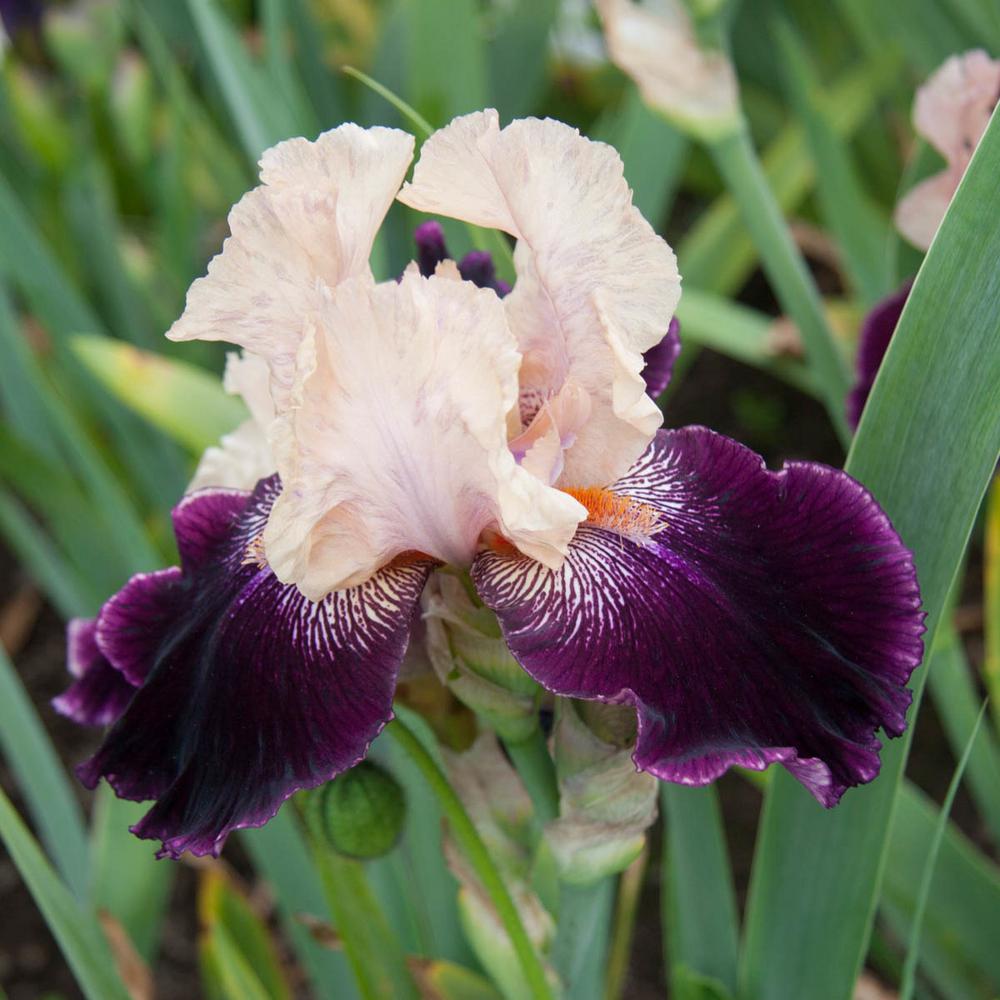Breck S Wench Bearded Iris White Pink Flowers Live Bareroot Plant