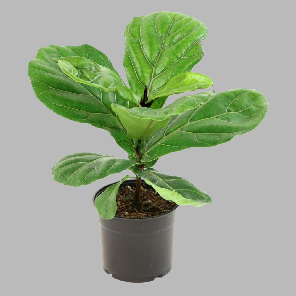 Cottage Farms Direct 5.5 in. Fiddle Leaf Fig Plant in Pot