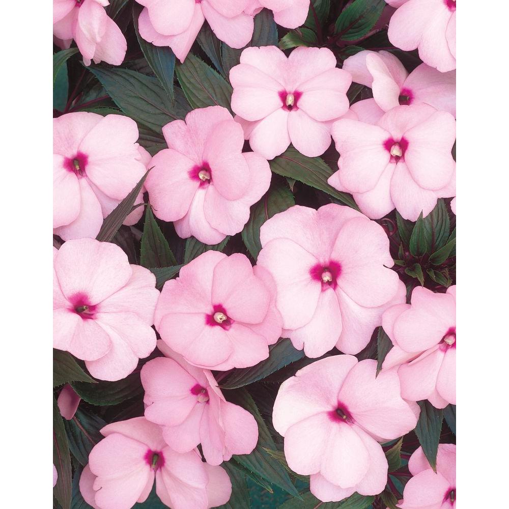 Proven Winners Infinity Pink New Guinea Impatiens Live Plant Pink   Proven Winners Annuals Ngiprw0037520 64 1000 