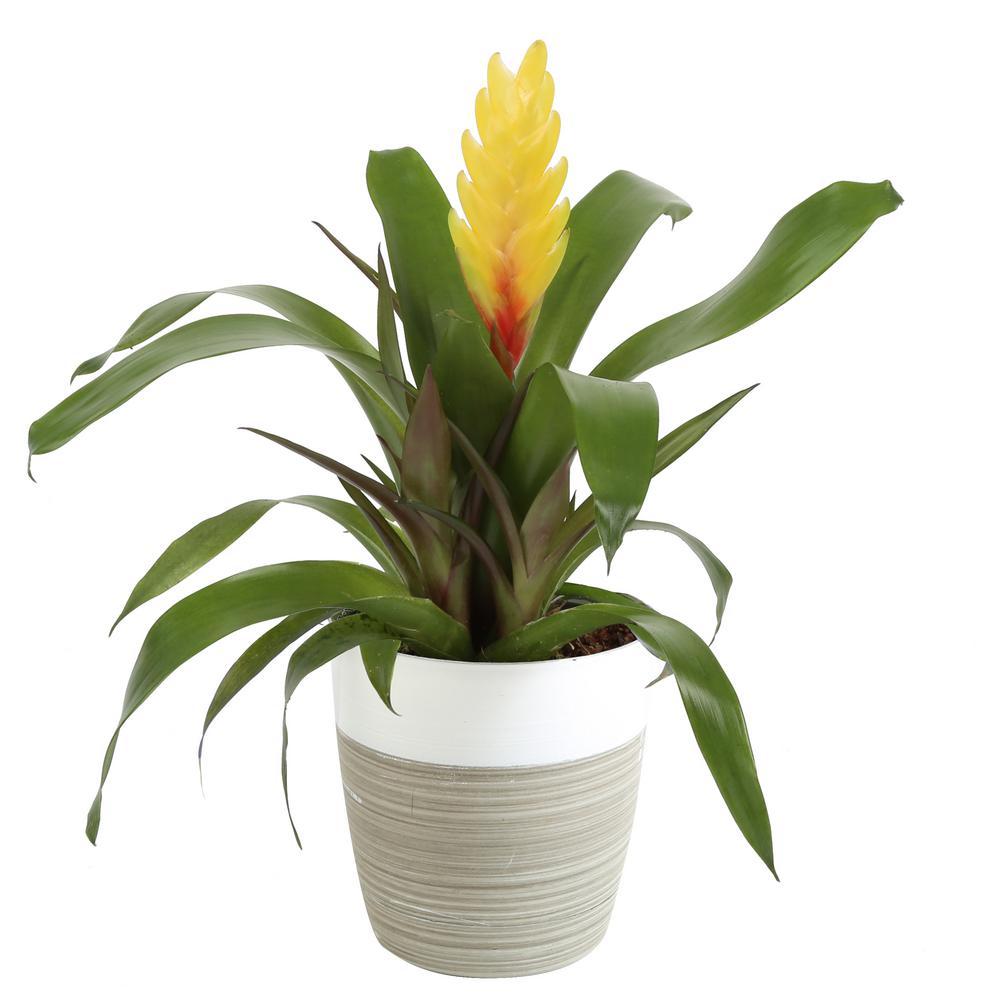 Costa Farms Bromeliad Plant Grower S Choice Colors In In Decor Por