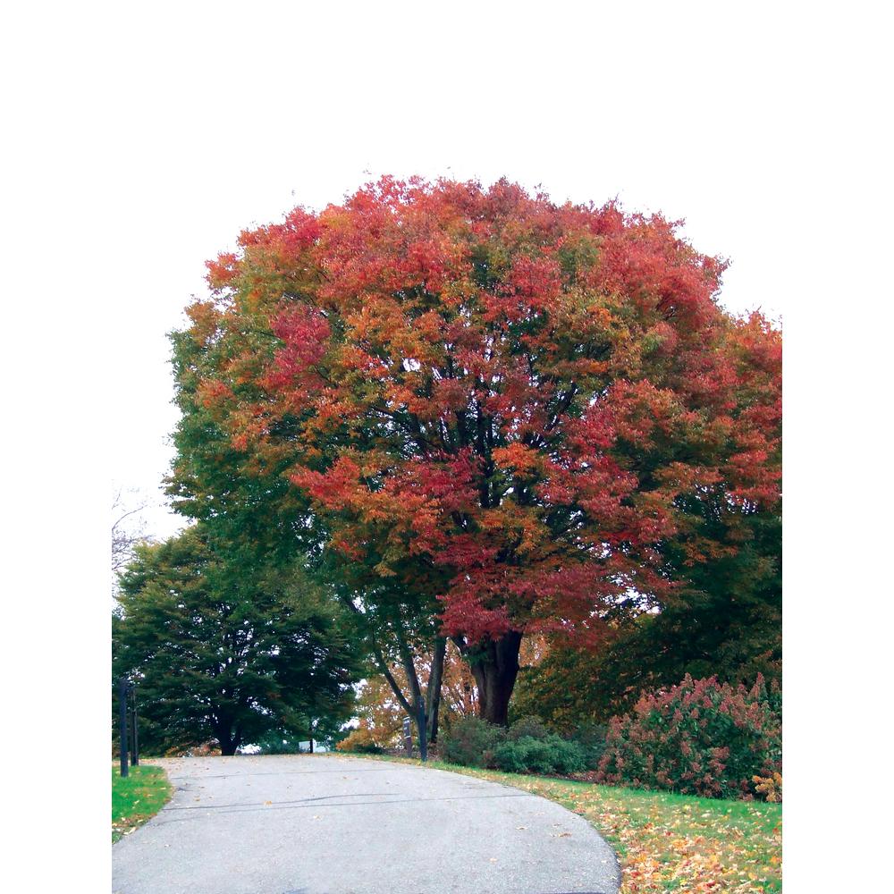 Spring Hill Nurseries Green Foliage Japanese Zelkova Tree Live