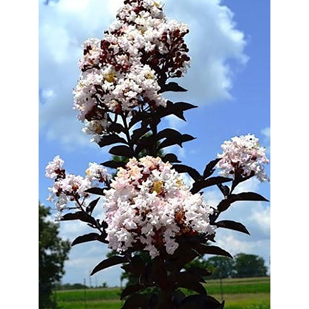 How can I take care of crepe myrtle trees in the winter? | The ...