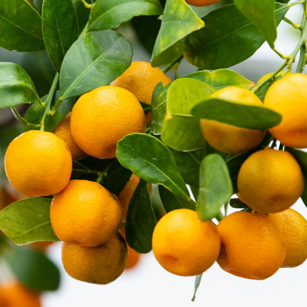 Patio Lemon Tree Home Depot - Patio Ideas