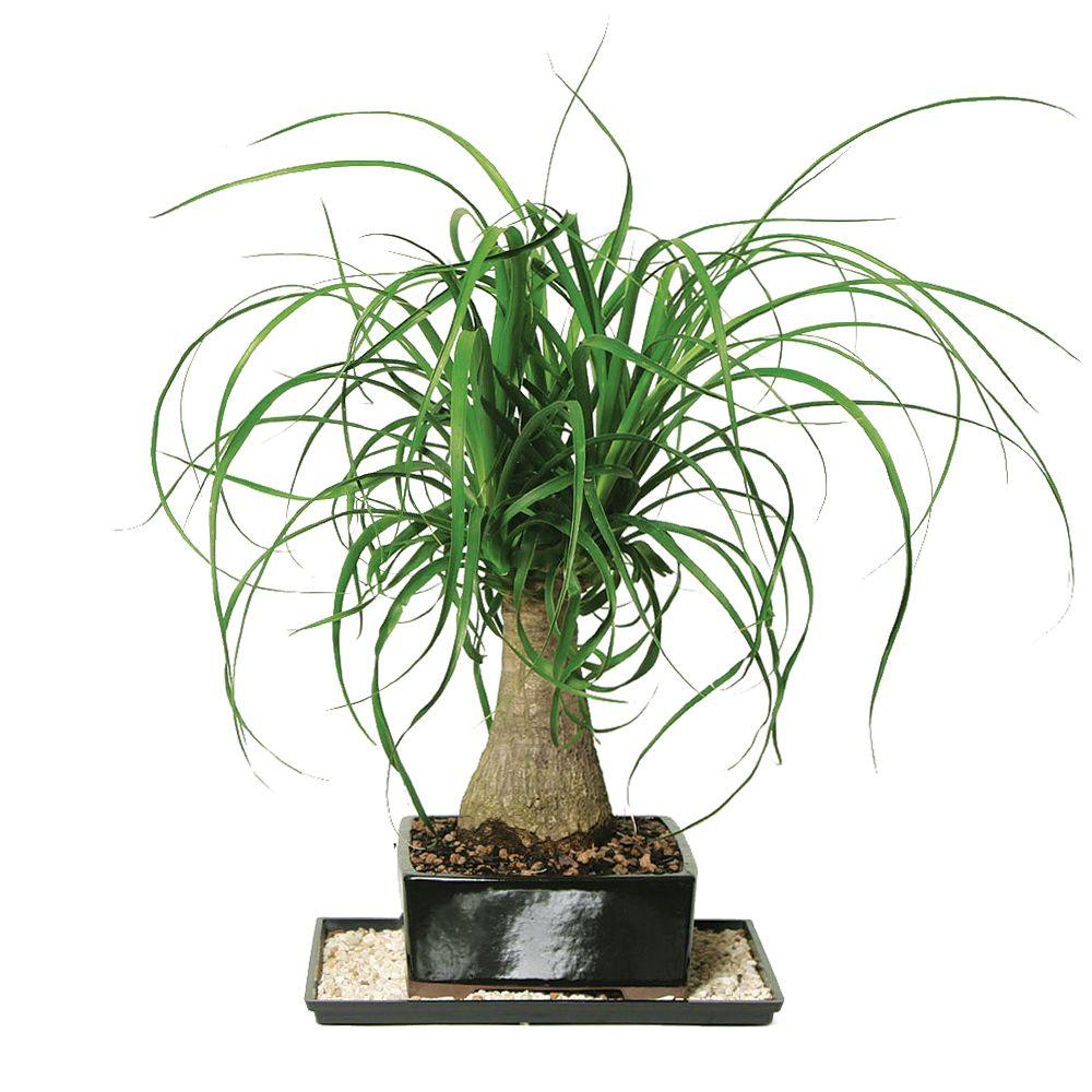 Brussel's Bonsai Ponytail Palm (Indoor)DT7001PTP The Home Depot