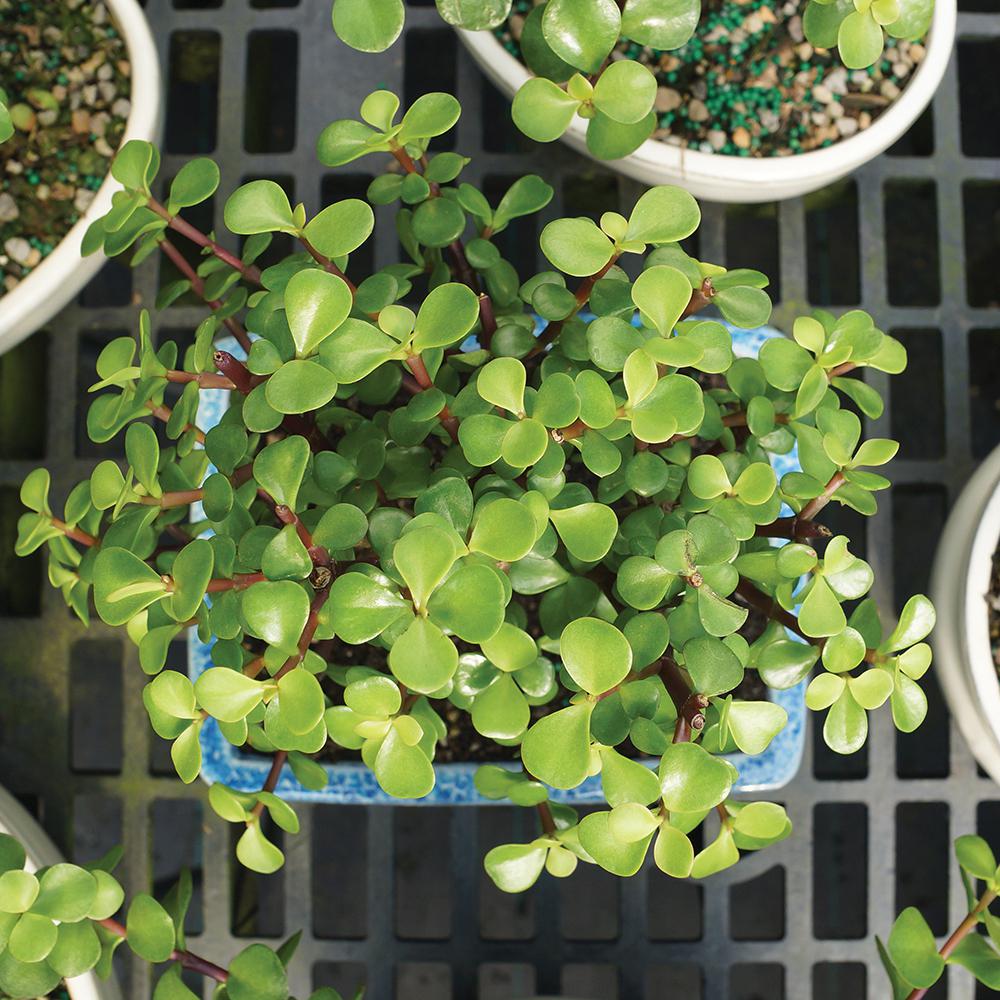 repot a money tree Money Tree | Indoor Plants