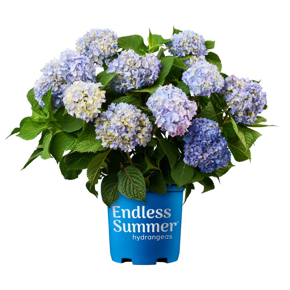 Proven Winners Colorchoice Plant Of The Week 2015