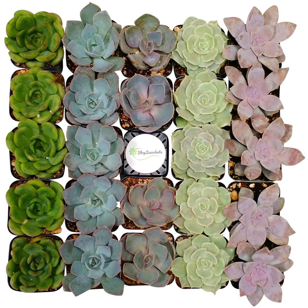 Succulents & Cactus Plants Garden Plants & Flowers The Home Depot