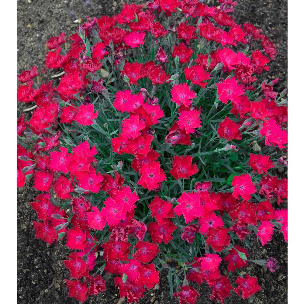 Proven Winners Paint the Town Magenta Pinks (Dianthus) Live Plant, Pink