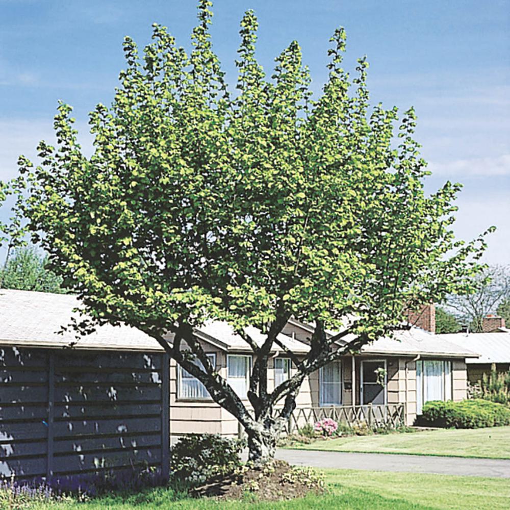 Gurney's Hazelnut (Corylus) Live Bareroot Nut Tree (1Pack)08715 The