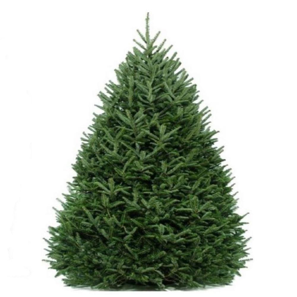 Unbranded 78 ft. Freshly Cut Live Abies Cook Fir Christmas Tree