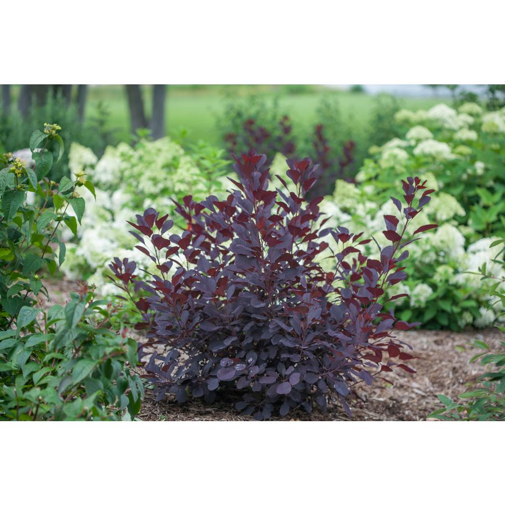 Proven Winners 1 Gal Winecraft Black Smokebush Cotinus Live Shrub Winecraft Black Smokebush Cotinus Live Shrub Rich Purple To Orange Foliage