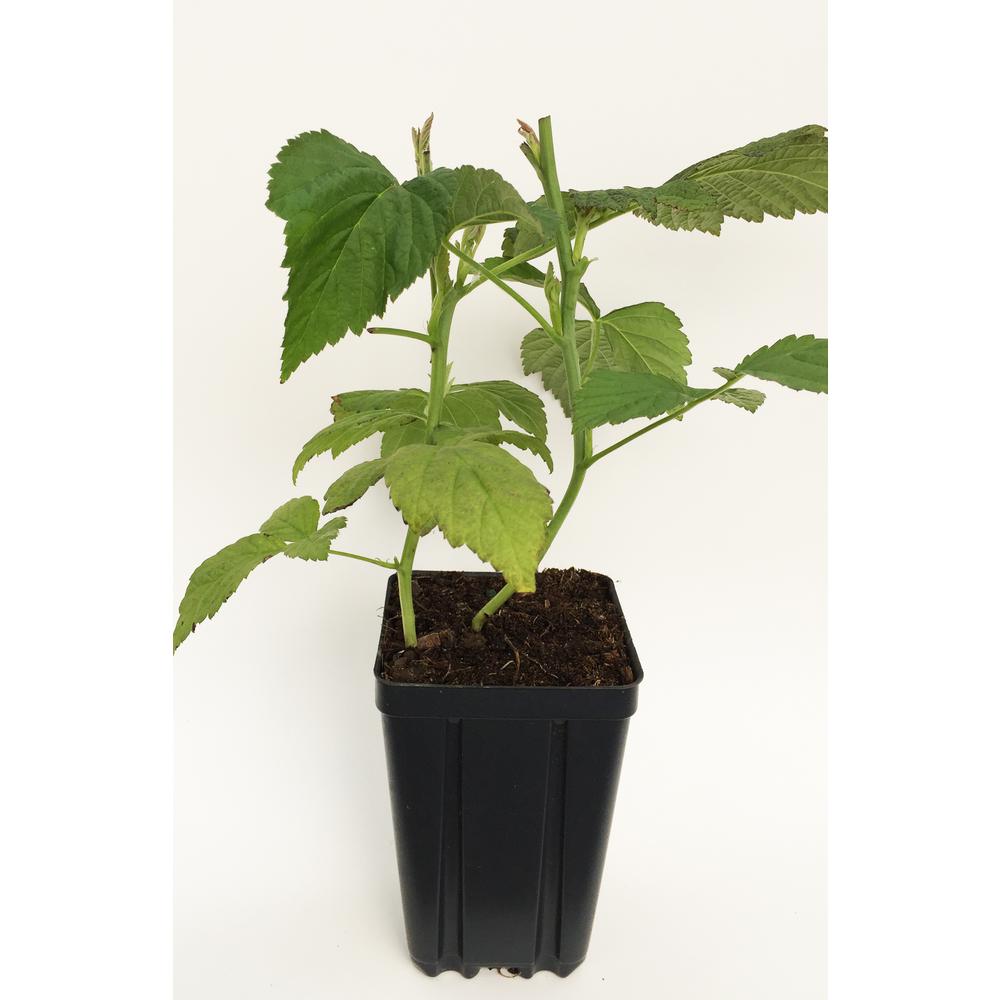 Sweet Berry Selections Black Satin Thornless Blackberry Fruit Bearing