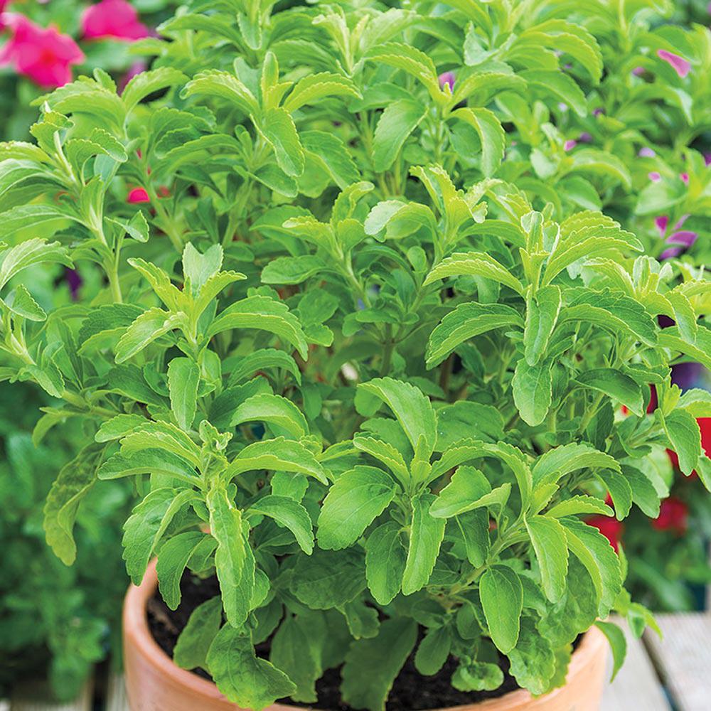 Gurney�s 3 in. Pot Sweet Leaf Stevia Candy Plant, Live