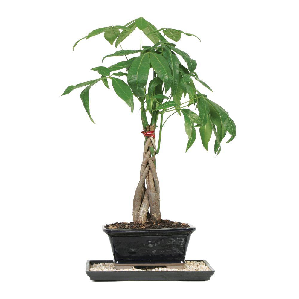 money tree plant