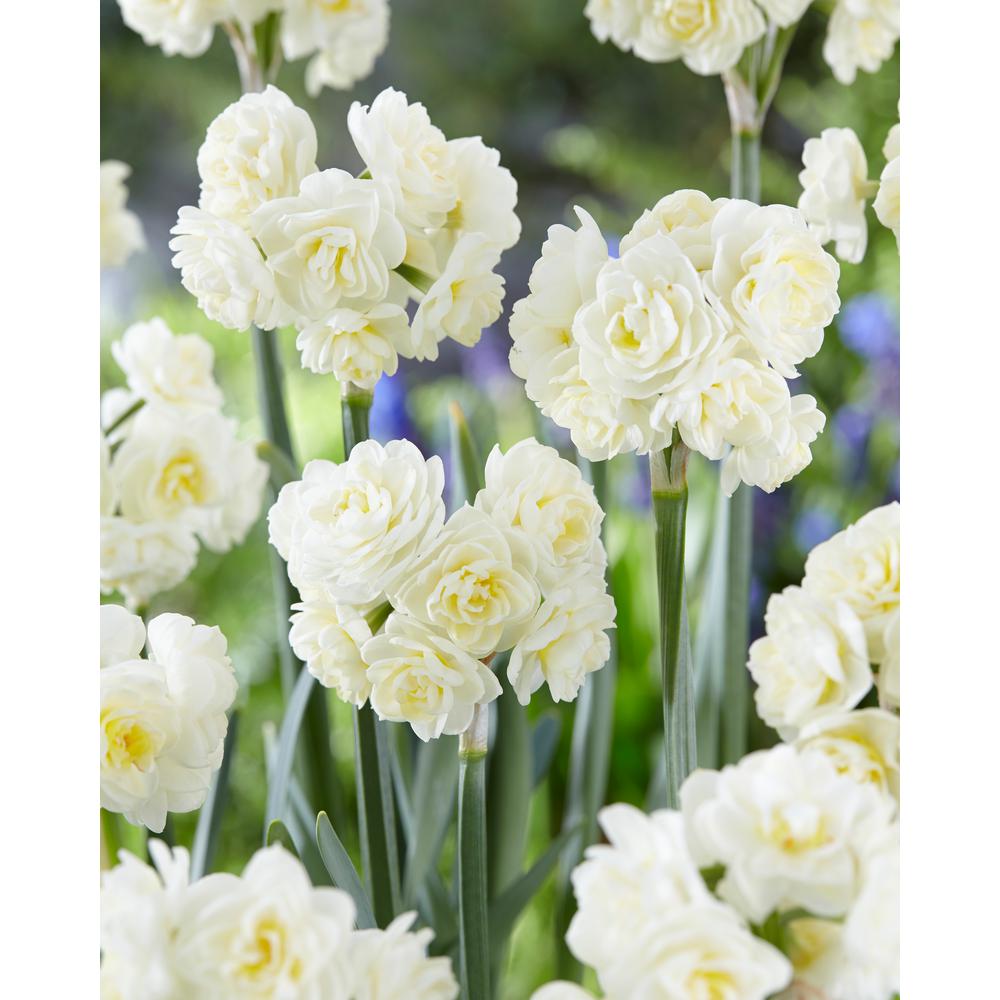 Perennial White Flower Bulbs Garden Plants Flowers The Spring Cheer Daffodil 5 Pack