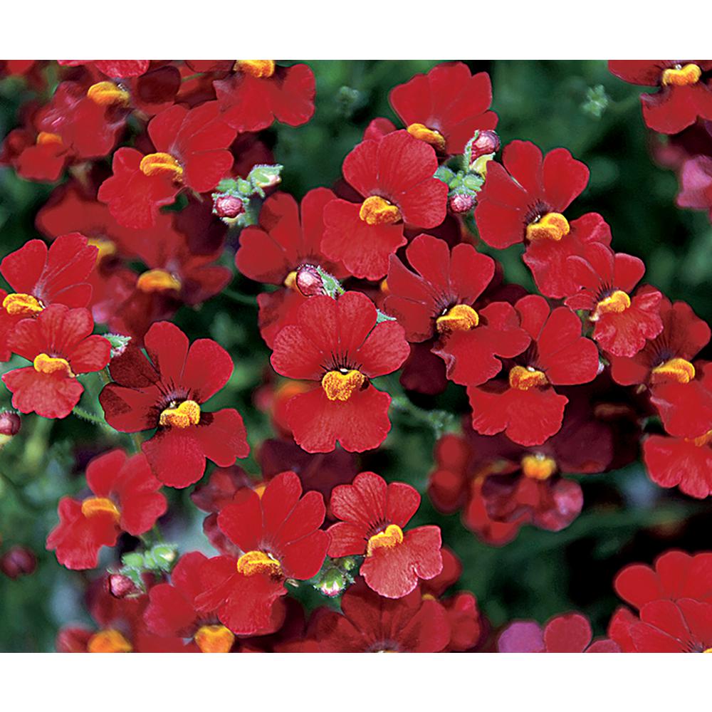 Proven Winners Sunsatia Cranberry (Nemesia) Live Plant, Red Flowers, 4.