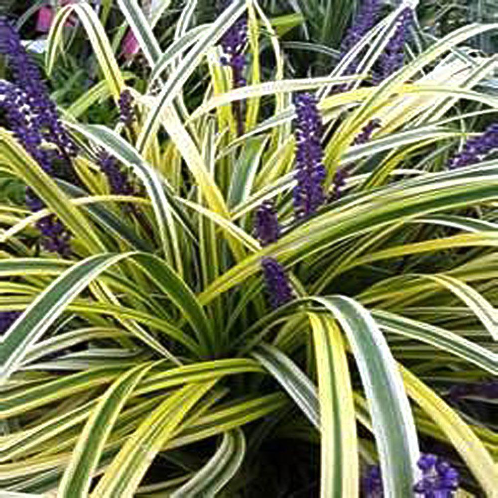 Lavender - Perennials - Garden Plants 