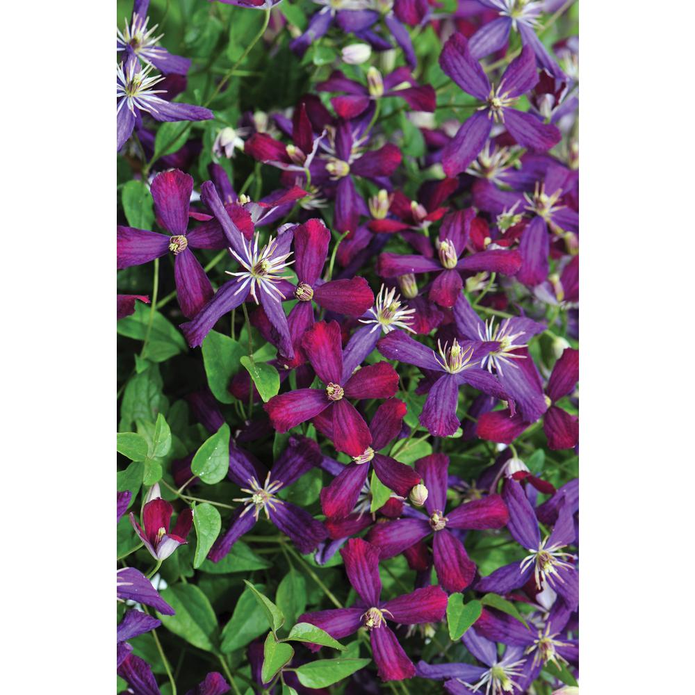 Clematis Garden Plants Flowers Center The Home Depot Sweet Summer Love Clematis Live Shrub Red
