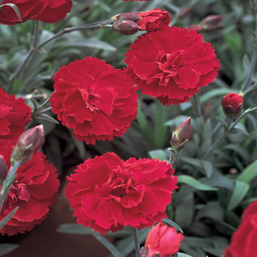 2.5 Qt. Sunflor Red Allura Dianthus Carnation Plant60819 The Home Depot