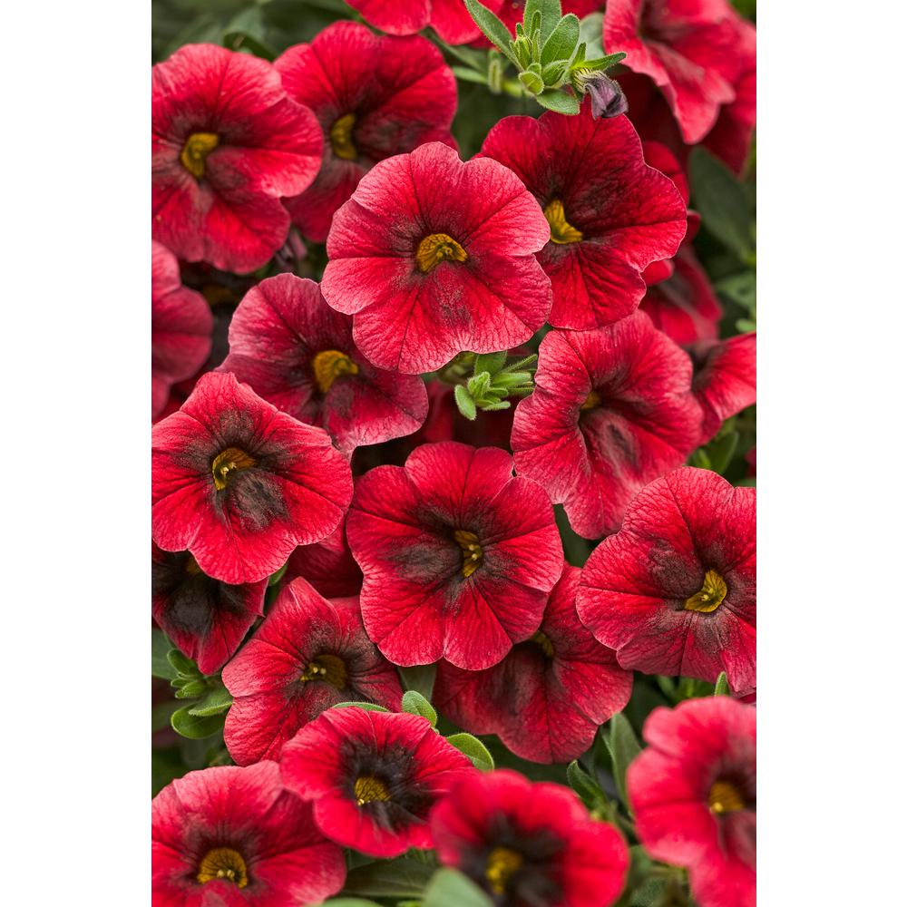 Proven Winners Superbells Pomegranate Punch (Calibrachoa) Live Plant