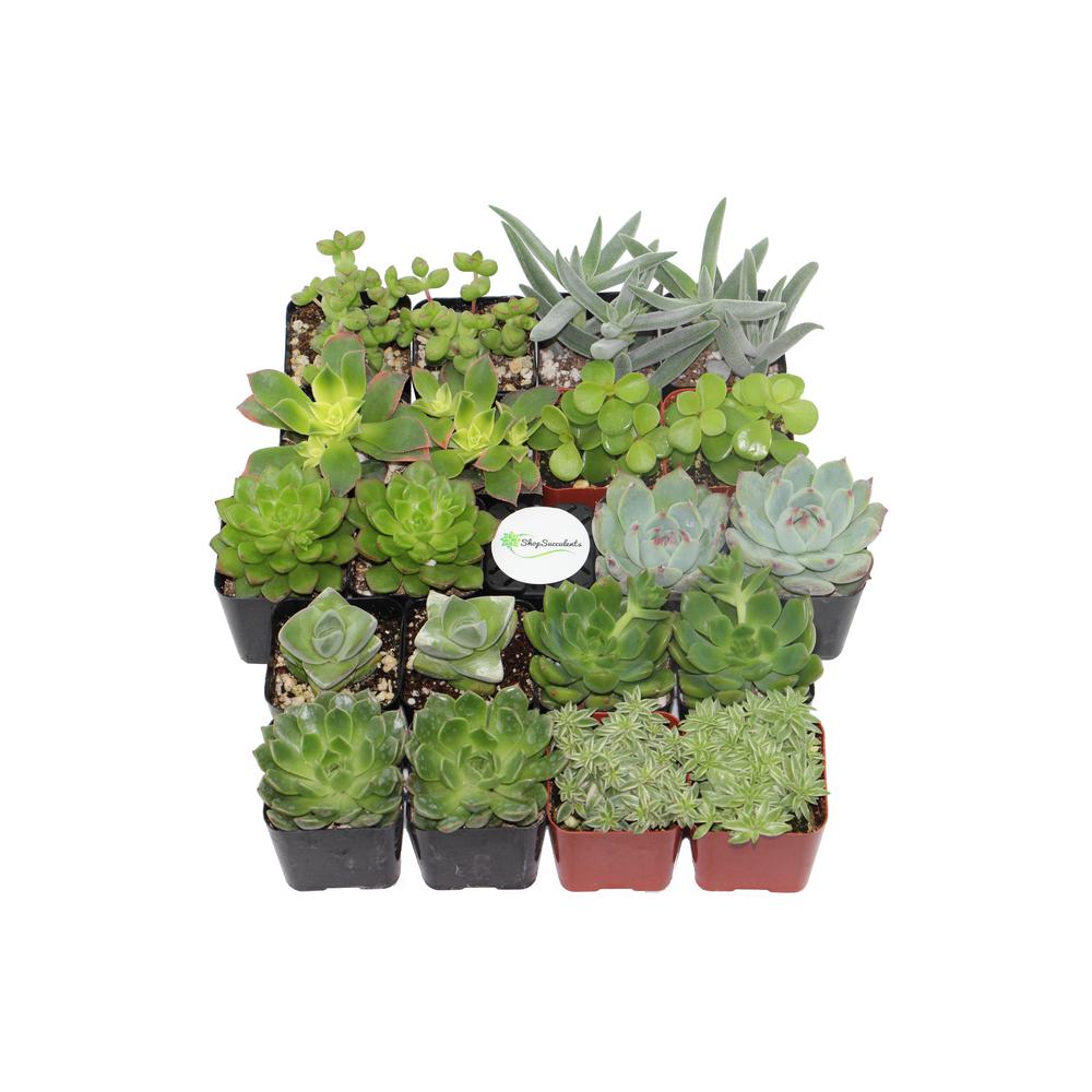 2 in. Green Succulent (Collection of 20)G20 The Home Depot