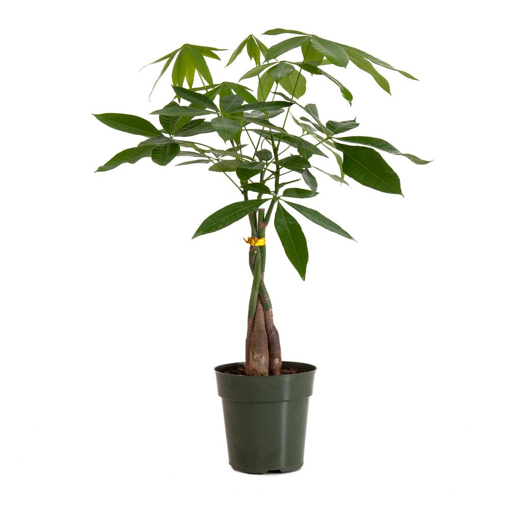 Pachira Braid, Money Tree in 6 in. Grower Pot26639 The