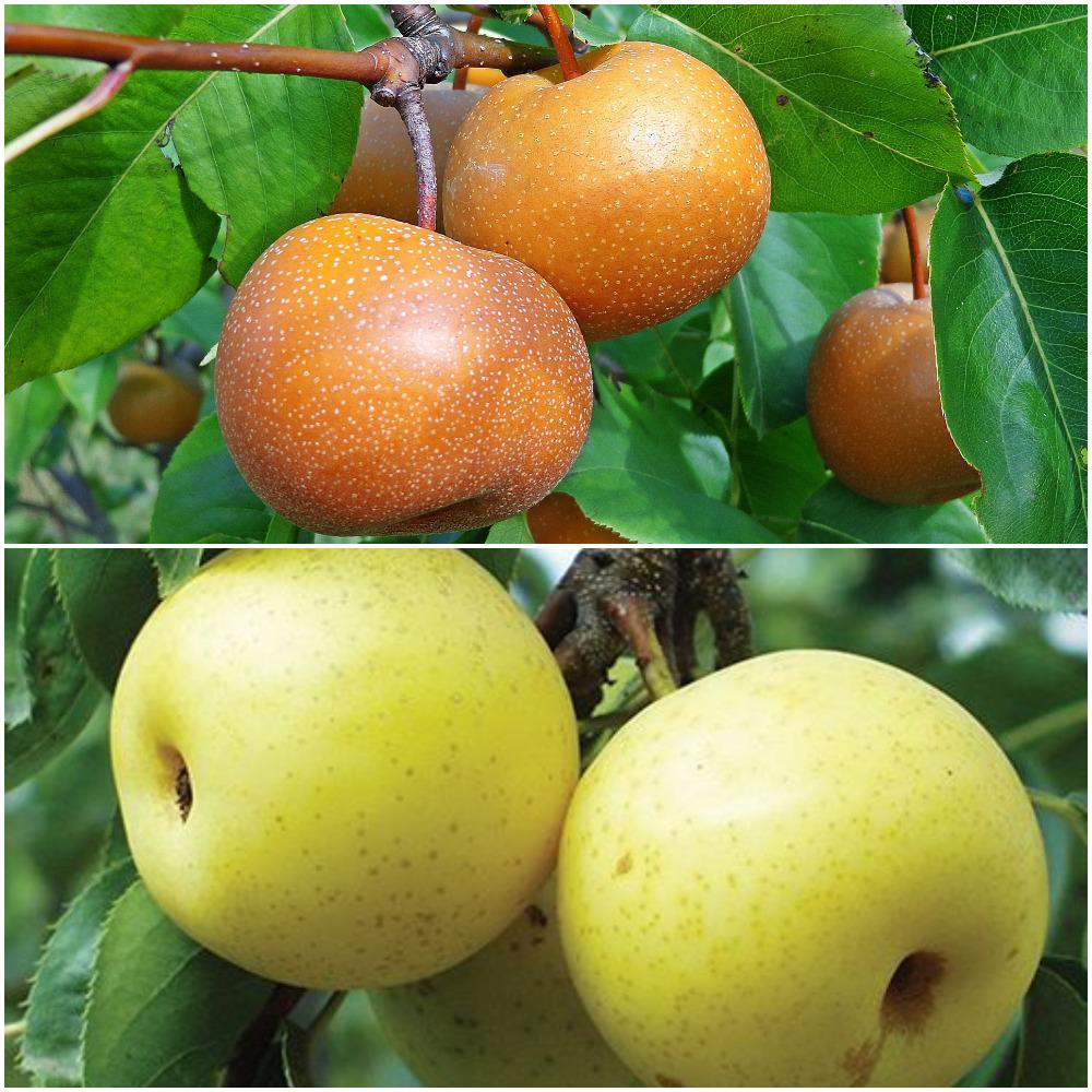 Online Orchards Asian Double Pear Twist Tree Cbas002 The Home Depot Online Orchards Asian Double Pear Twist Tree