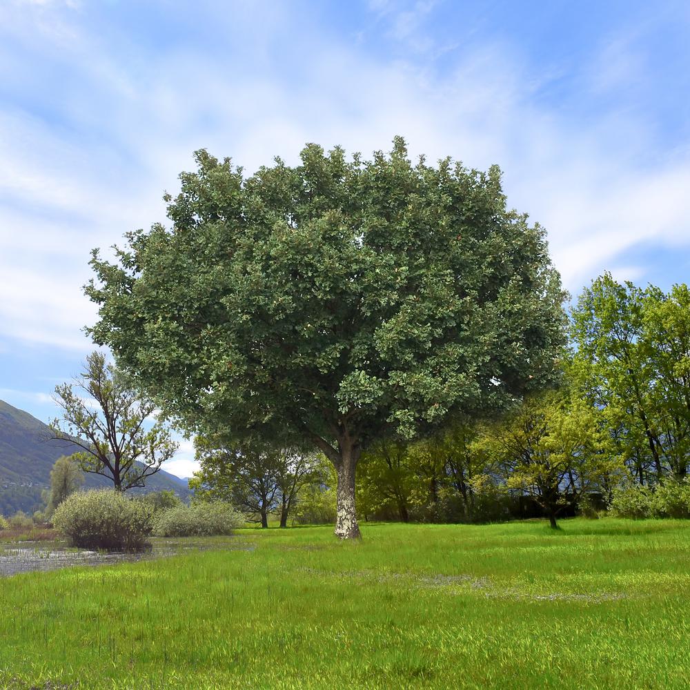 National Plant Network 2 25 Gal Deciduous Bur Oak Tree Hd7078 The Home Depot