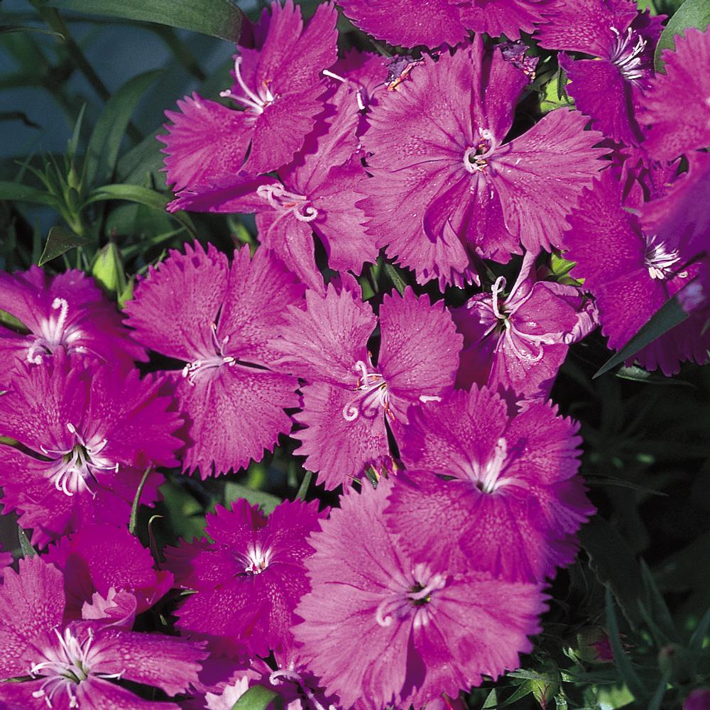 4.73 l Blue and Purple Dianthus Hanging Basket4830 The Home Depot