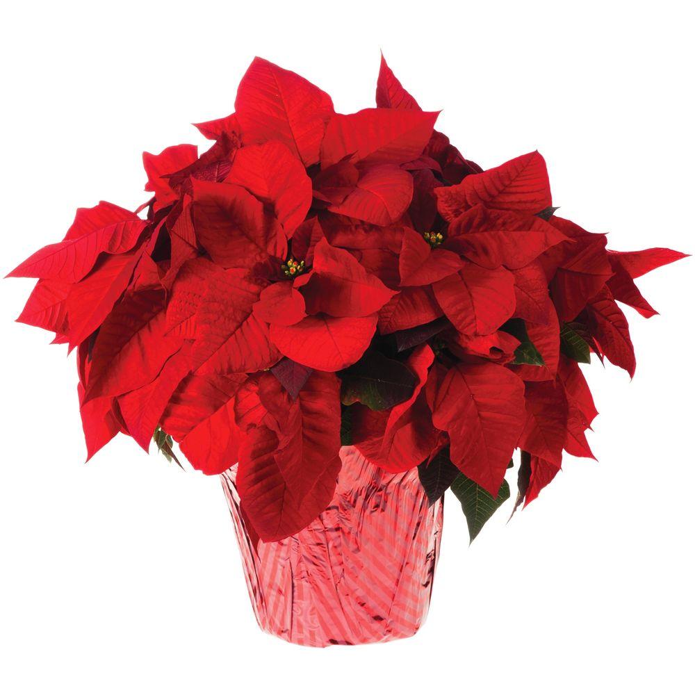 8 in. Live Poinsettia (InStore Only)8INP2013 The Home Depot