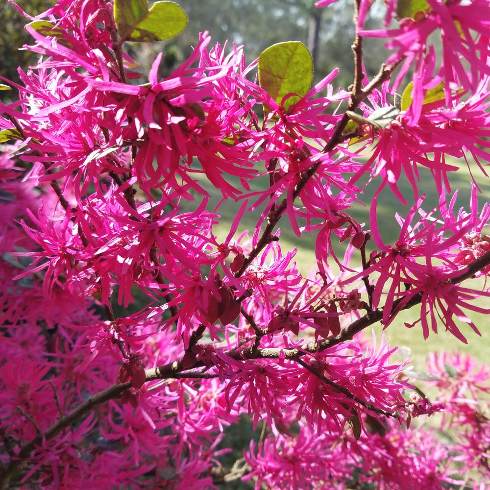 Loropetalum Chinese Fringe Flower Shrubs