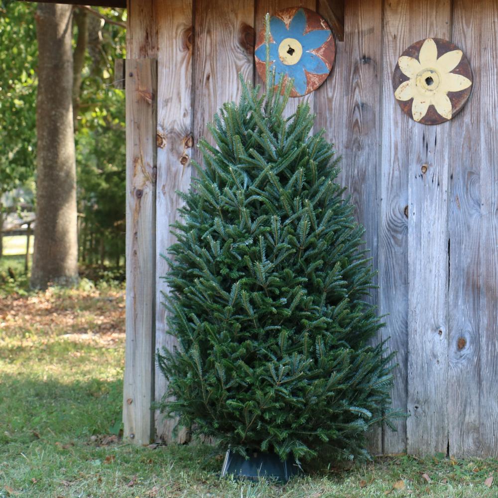 Cottage Farms Direct 6 Ft To 6 5 Ft Freshly Cut Fraser Fir Real Christmas Tree Live Hd9000 The Home Depot
