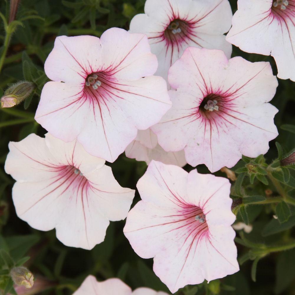Proven Winners Supertunia Vista Silverberry (Petunia) Live Plant, White Flowers with Bright Pink