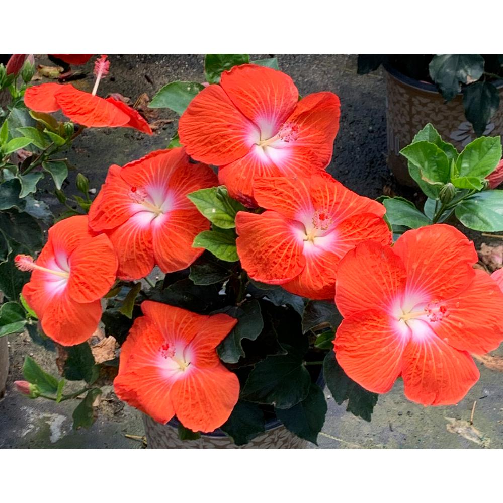 HOLLYWOOD HIBISCUS 2 Gal. Hollywood Rico Suave Yellow and Red Flower