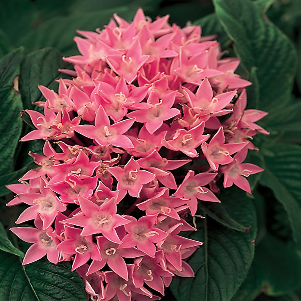 Unbranded 2.3 l Pink Egyptian Star Cluster Pentas Plant